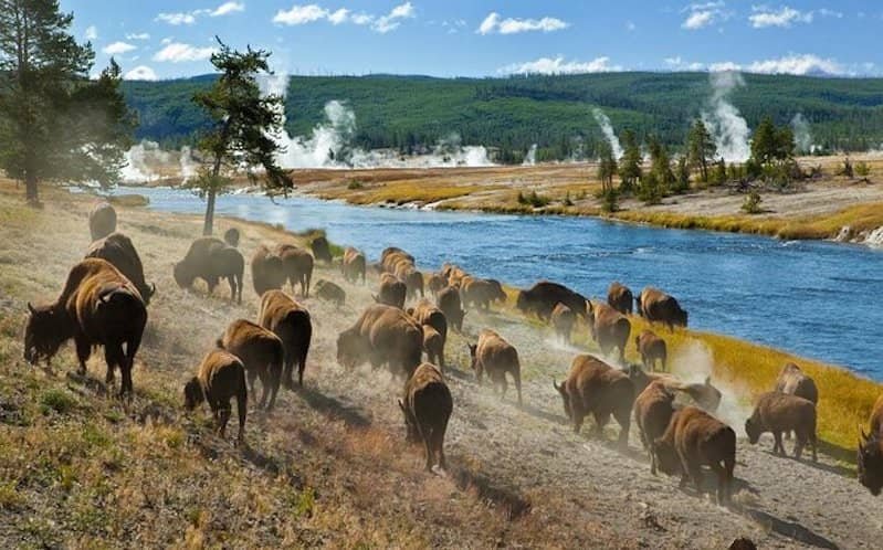VNTB – Viếng thăm Công viên Quốc Gia Yellowstone – phần 1