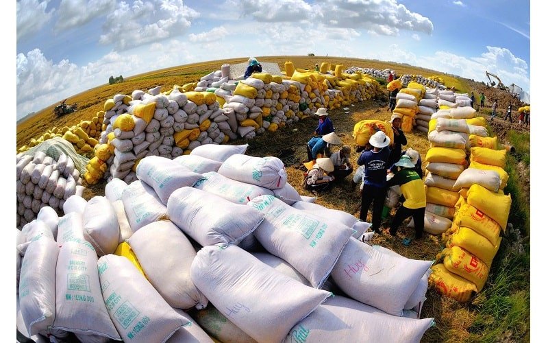 VNTB – Việt Nam nhập gạo Ấn Độ và nỗi lòng người nông dân miền Tây