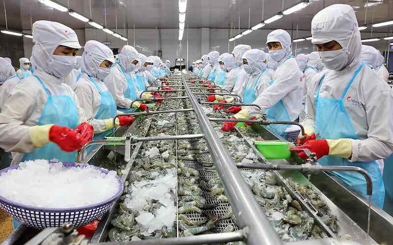 VNTB – Xuất khẩu tôm của Việt Nam sụt giảm rất mạnh