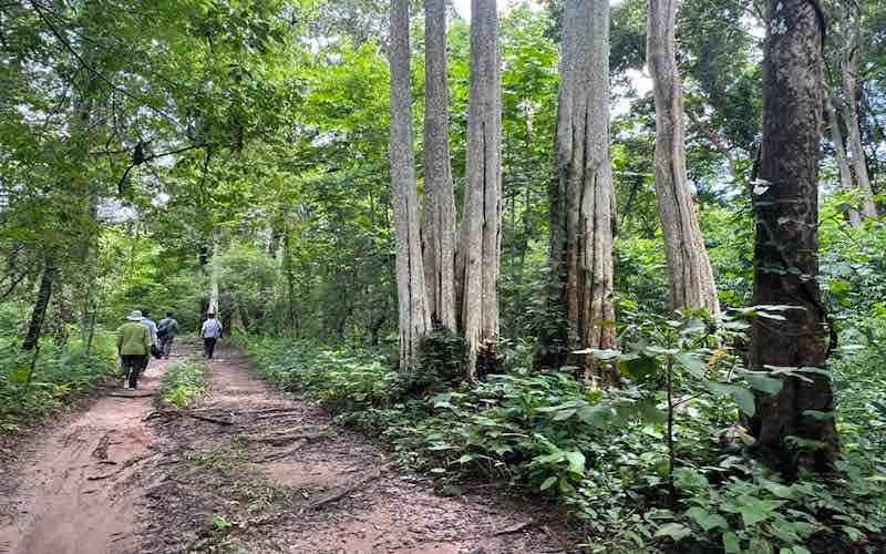 VNTB – Các tổ chức xã hội dân sự phản đối chặt phá 600 ha rừng nguyên sinh Bình Thuận để làm hồ thủy lợi